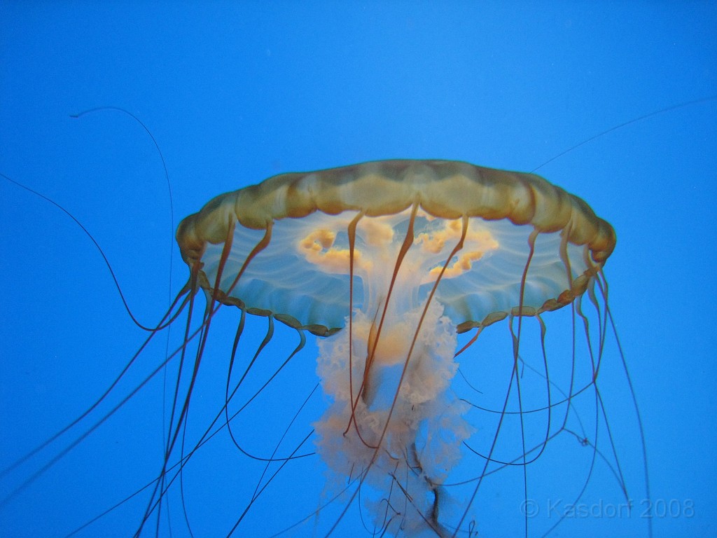 Baltimore MD 2009 1180.jpg - A 4th of July trip to Washington DC in 2009 included a stop in Baltimore MD to see the National Aquarium.